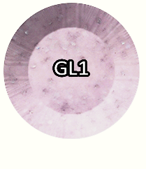 Chisel Acrylic & Dipping 2oz - Glitter GL01 - Glitter Collection Main Image